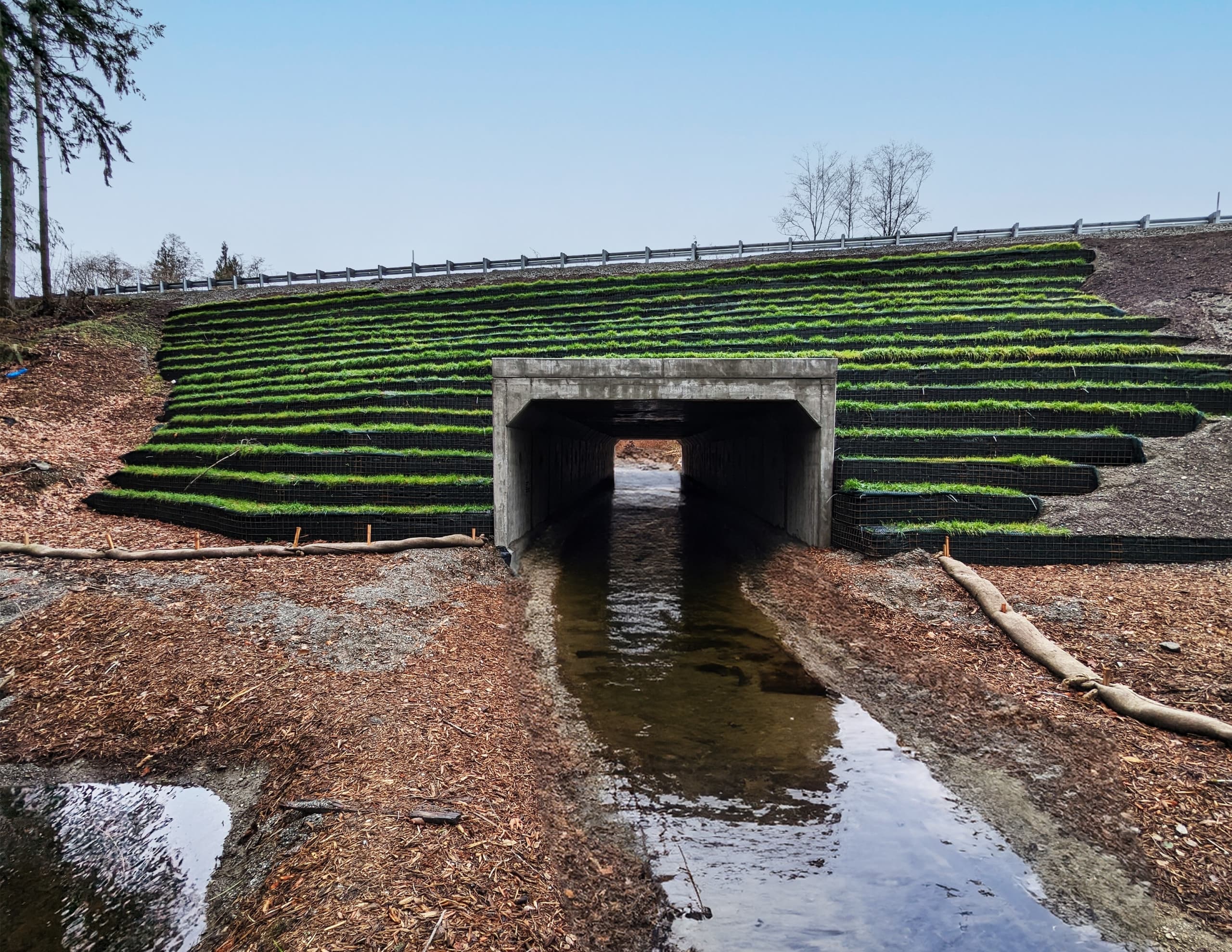 Massive Shine Creek Culvert Fish Passage